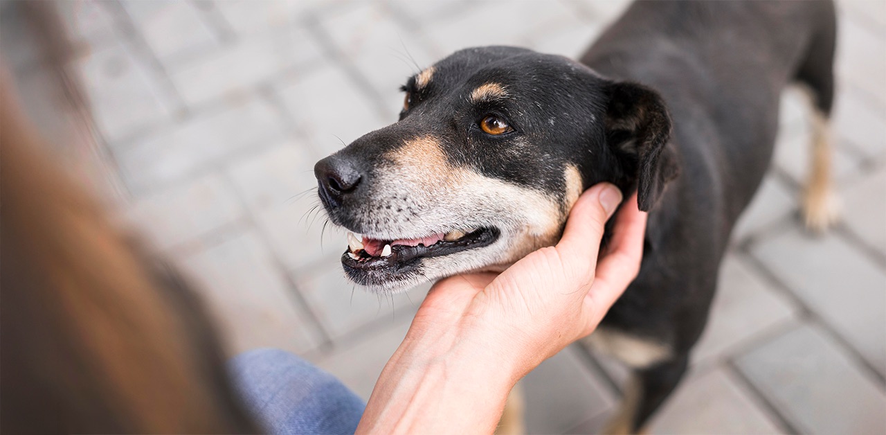 old-dog-getting-chin-scratches